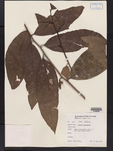 Ocotea