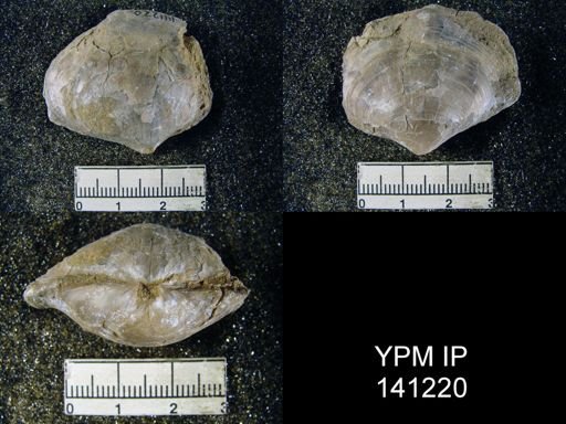 Athyris sp.