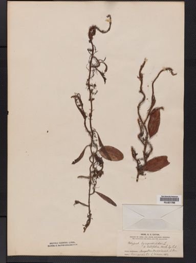 Polypodium