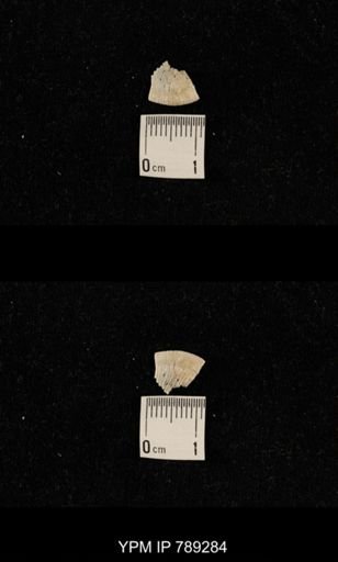 undet. Brachiopoda