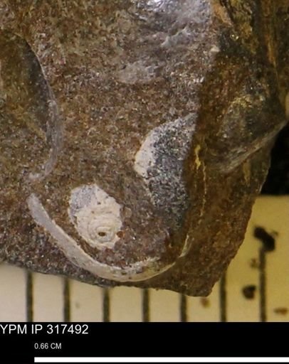 undet. Mollusca