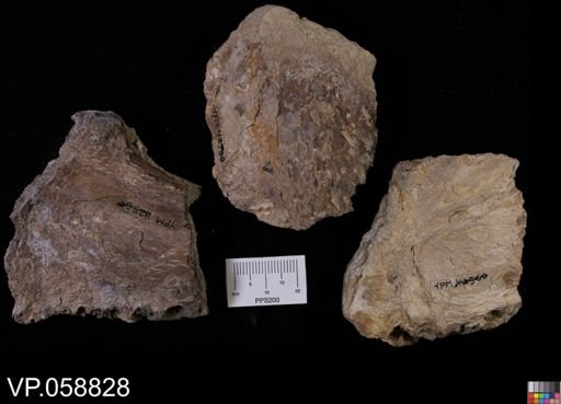Ichthyodectes?