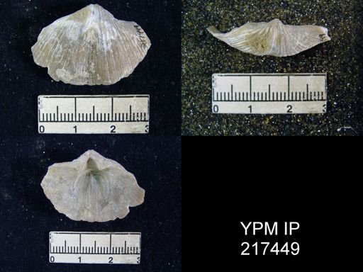 Neospirifer sp.