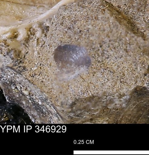 undet. Bivalvia