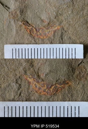 undet. Arthropoda