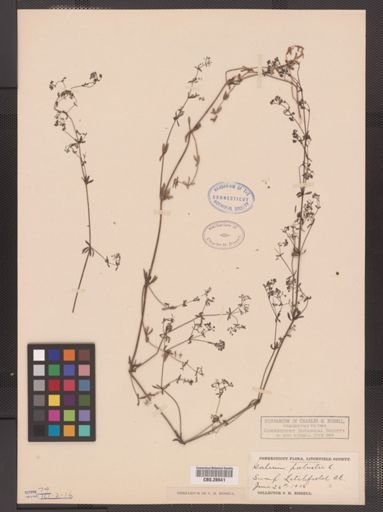 Galium palustre