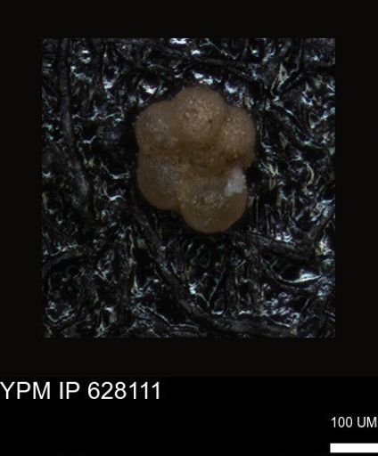 undet. Foraminiferida