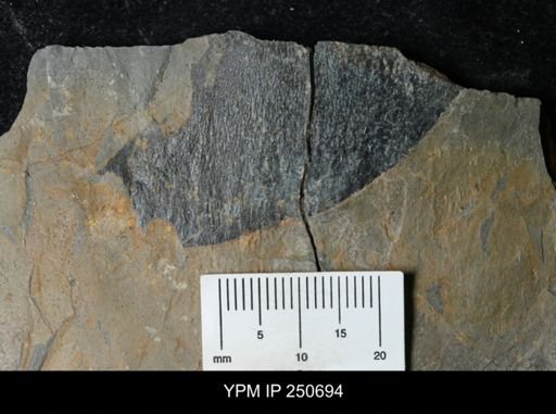 undet. Carcinosomatidae