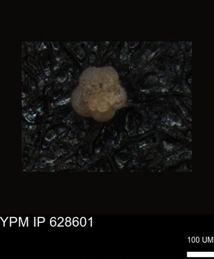 undet. Foraminiferida