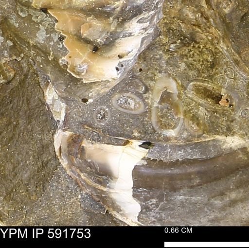 Serpulidae