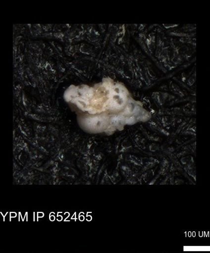 undet. Heterohelicidae