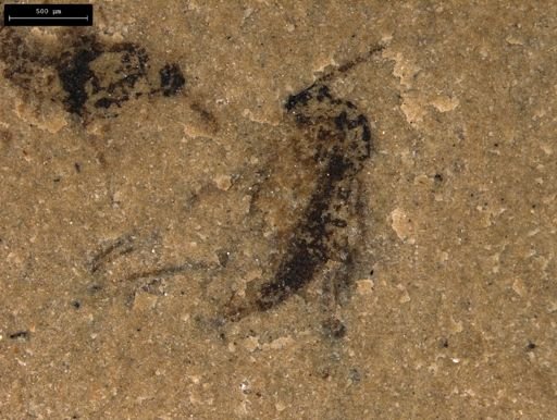 taxon undetermined
