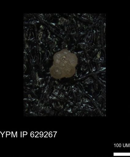 undet. Rugoglobigerinidae