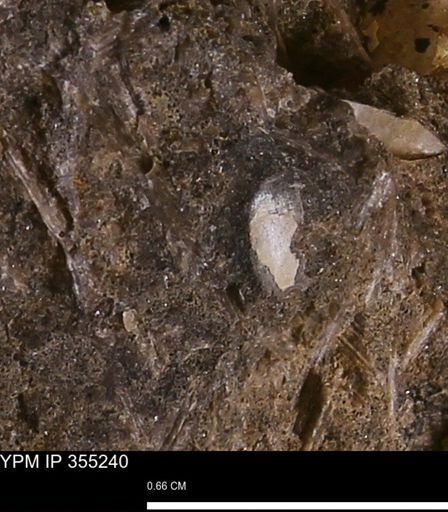 Pseudoptera subtortuosa