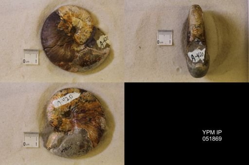 Hoploscaphites nicolletii