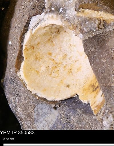 undet. Bivalvia