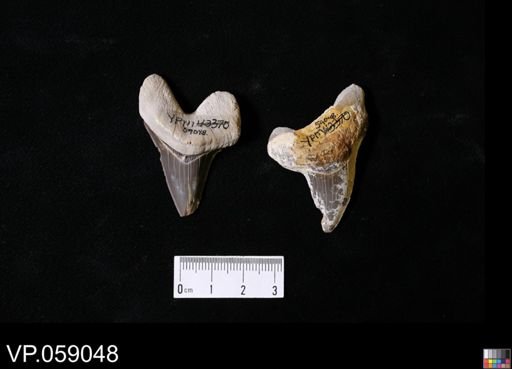 Cretoxyrhina? mantelli