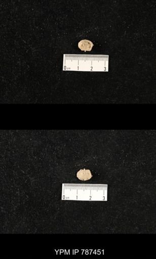undet. Brachiopoda