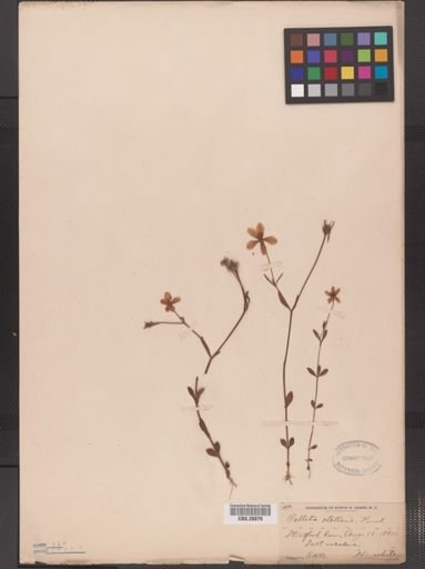 Sabatia stellaris