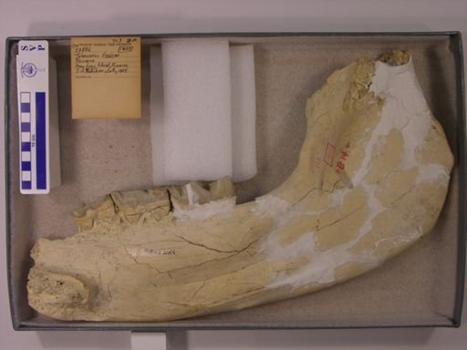 Teleoceras fossiger