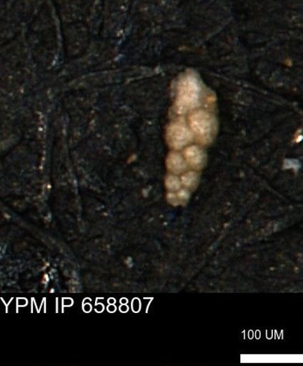 Verneuilinoides kansasensis