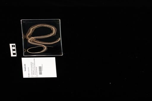 Thamnophis sirtalis