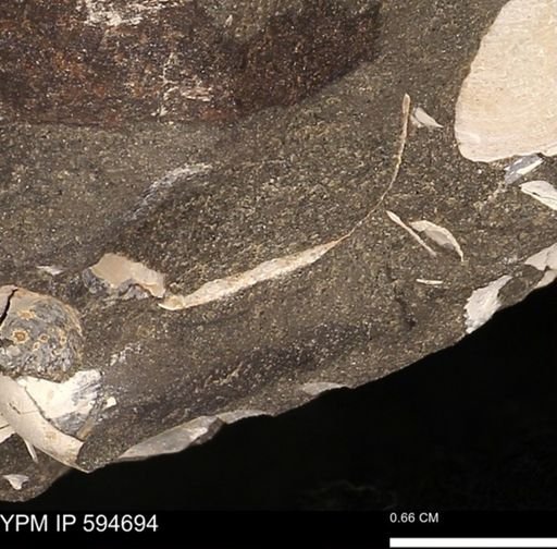 Protocardia sp.