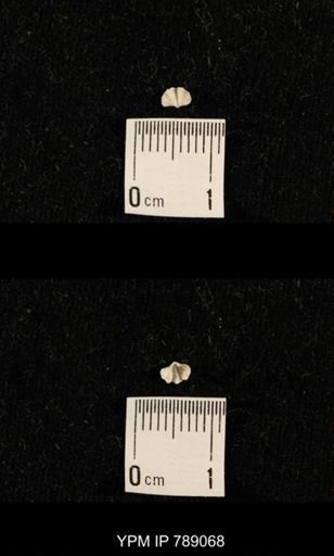 undet. Brachiopoda
