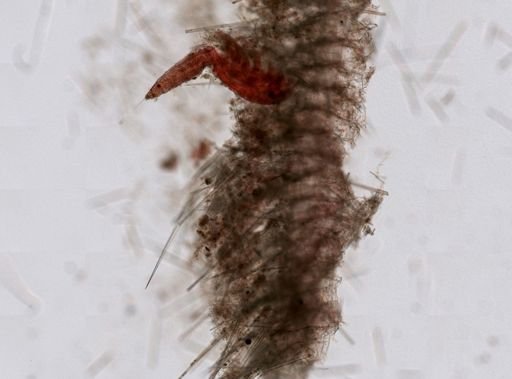Sycon ciliatum