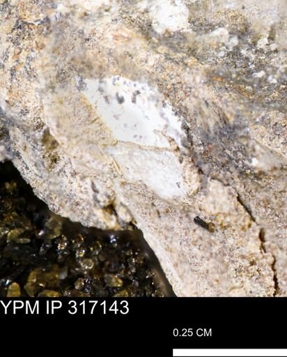 undet. Mollusca