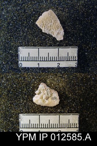 Uncinuloides guadalupensis