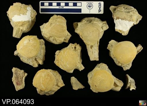 undet. Mosasauridae