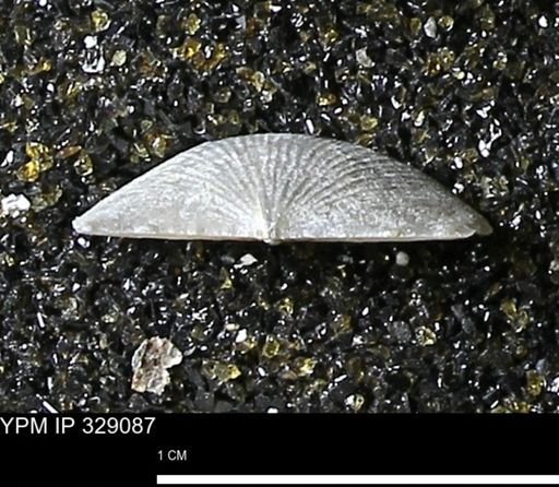 Chonetes scitulus