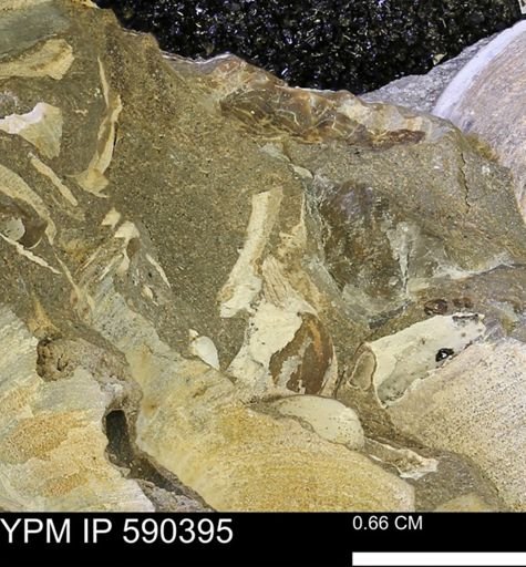 undet. Bivalvia