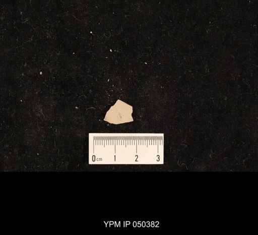 undet. Hexapoda