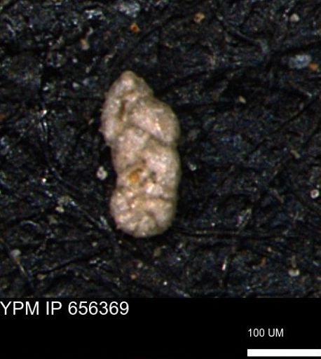 Ammobaculoides phaulus
