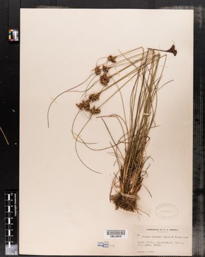Juncus greenei