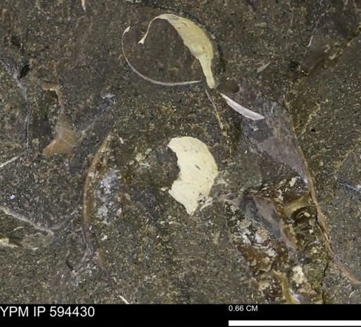 undet. Bivalvia