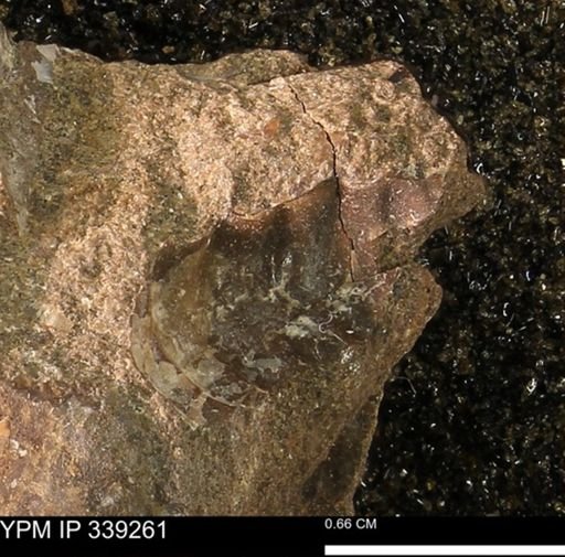 undet. Scaphitidae