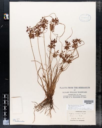 Cyperus bipartitus