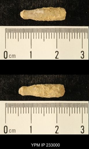 Archaeocidaris sp.