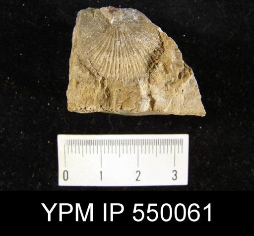Derbya crassa