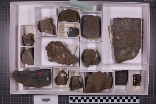 mixed taxa, stratigraphic collection
