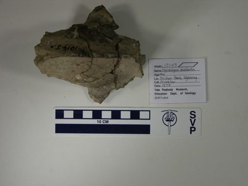 Hyrachyus modestus