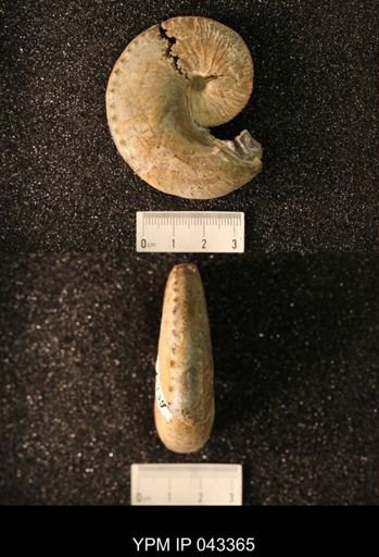 Hoploscaphites nicolletii