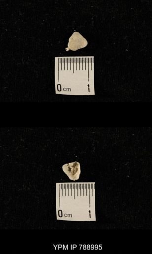 undet. Brachiopoda