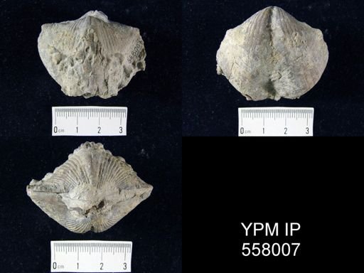 Spinocyrtia clintoni?; Aulocystis encrusting