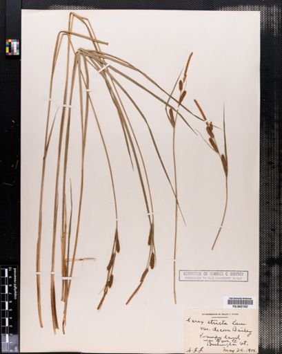 Carex stricta