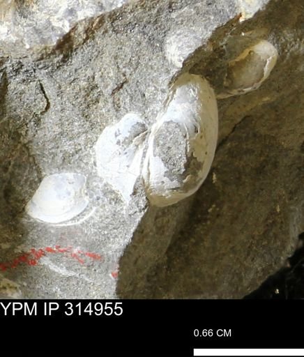 undet. Bivalvia