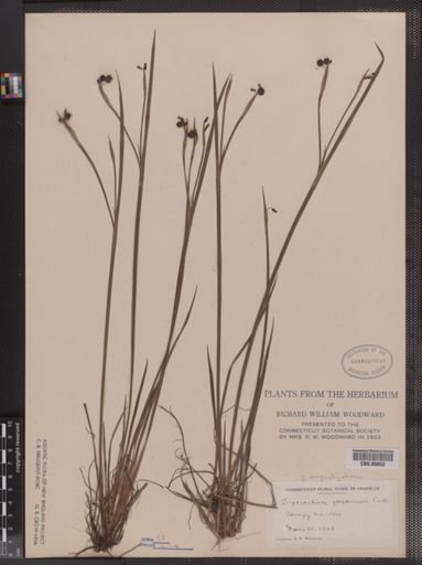 Sisyrinchium angustifolium